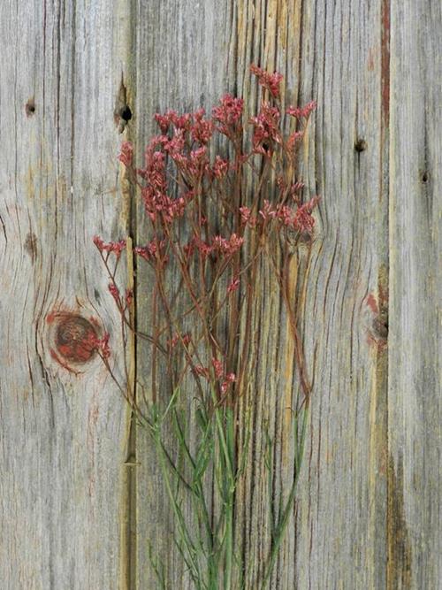 RED  TINTED LIMONIUM